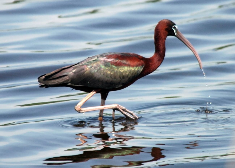 El Fayoum Overday Trip from Cairo or Giza 