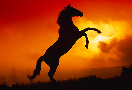 Explore The Sunset or Sunrise at Giza Pyramids By camel or  horse riding 