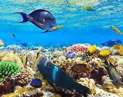 Snorkling at Mahmya Island Hurghada